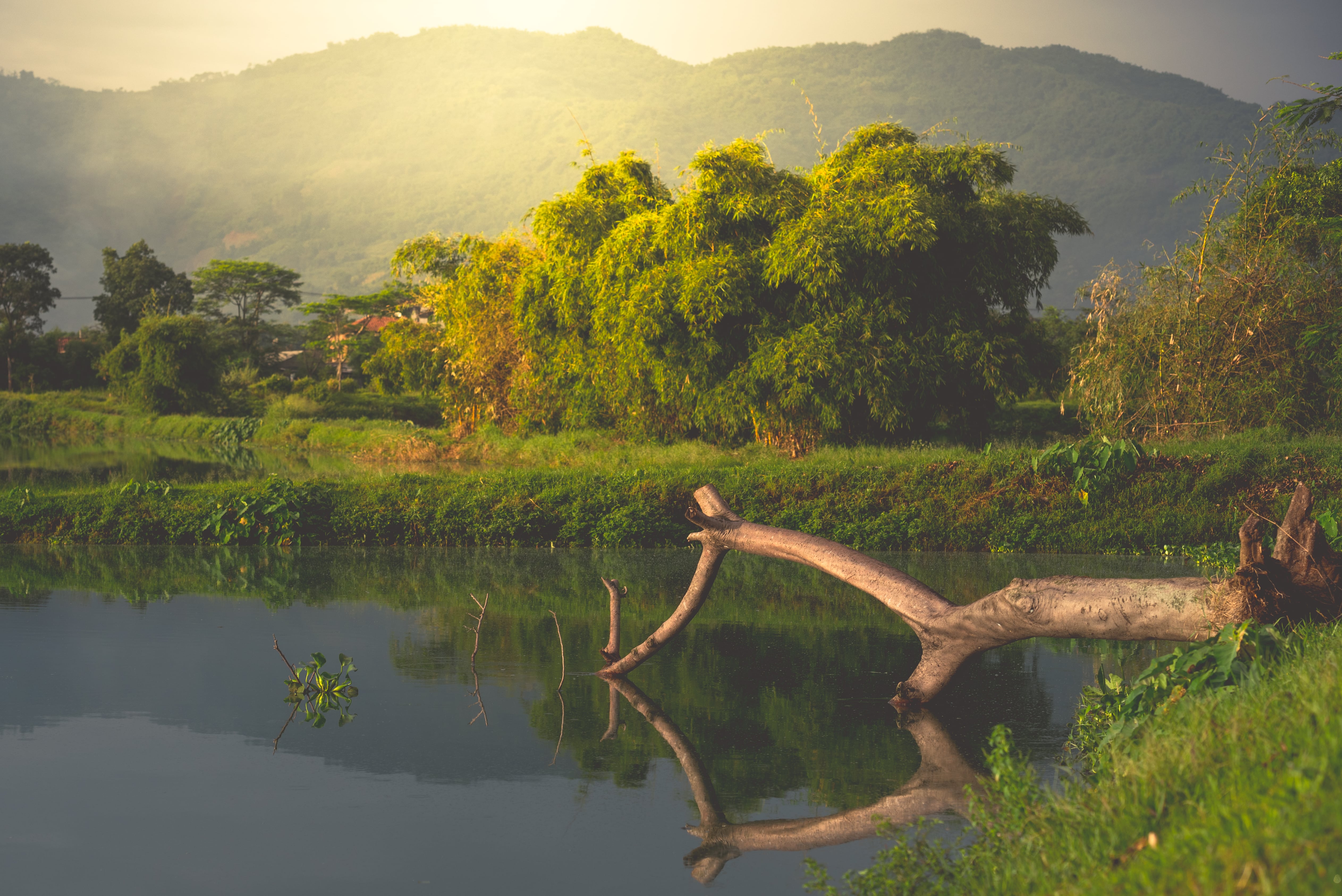 Nature view